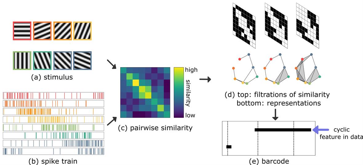 Visual map progressing from stimulus and spike train to pairwise similarity to filtrations of similarity and representations to a cyclic feature in data.